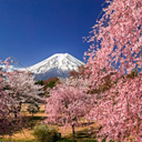 枝垂桜と富士山